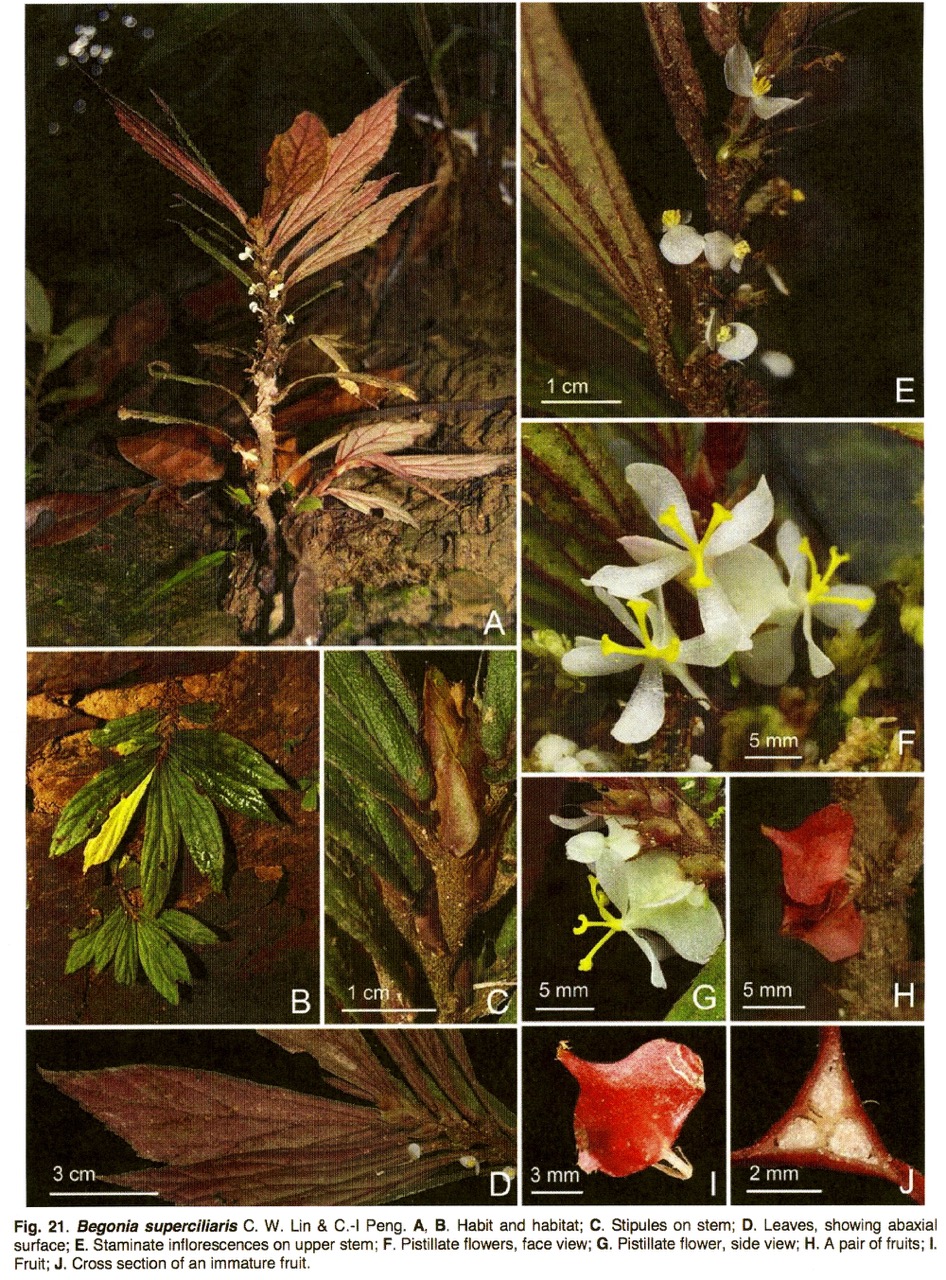 B. superciliaris